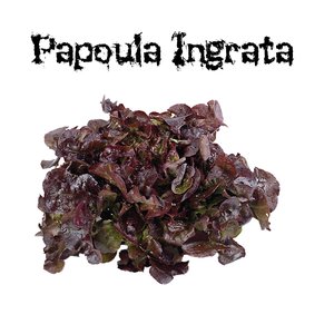 Image for 'Papoula Ingrata'