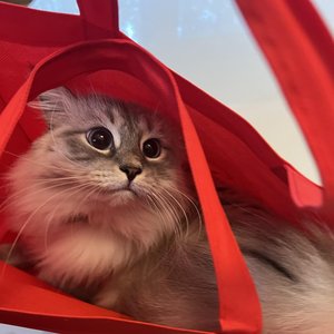 catrica 的头像