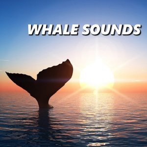 Whale Sounds Relaxation