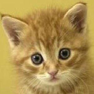 Claire Turner 的头像