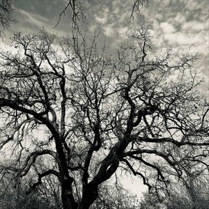 Crooked Timber (acoustic)