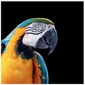 The Lonely Island of Neopagan Practices