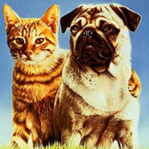 Music for dog's joys 的头像