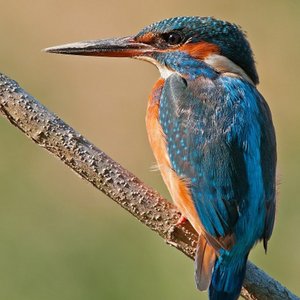Canti degli Uccelli Italiani, Pt. 5