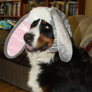 Fluffball - Single