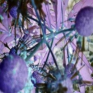 The Darling Parts of May