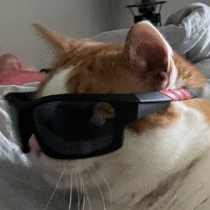 afatcatjack 的头像