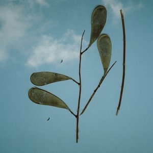 Abelhas