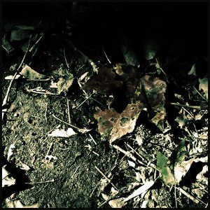 The Last Leaf of Fall