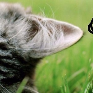 Image for 'Catpain'
