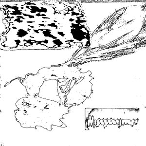 HYPOPOMYRMEX