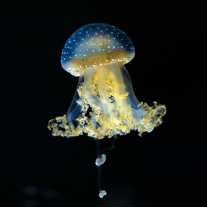 Celestial Navigation