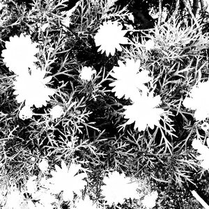 DESPERATE MELODIES FOR: