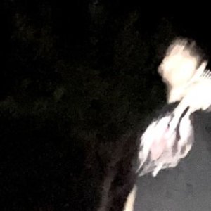 BTN - Single