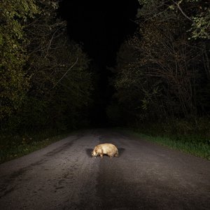 badger