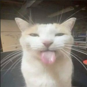 LINOU 的头像