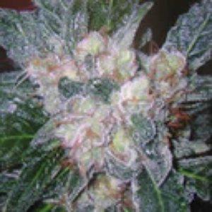 Kush