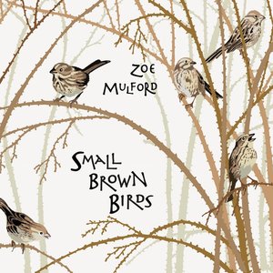 Small Brown Birds