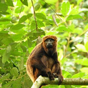 Howler Monkeys için avatar