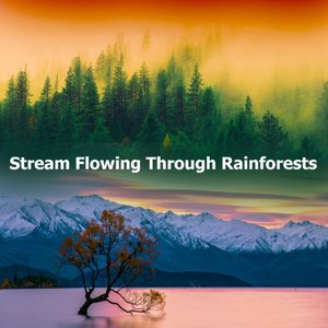 Stream Flowing Through Rainforests