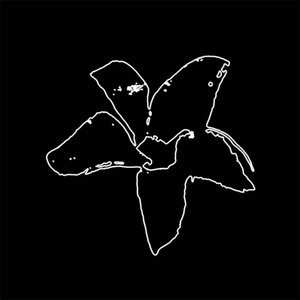 Avatar for Cryptostegia