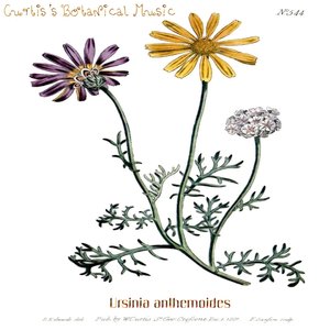 Ursinia anthemoides