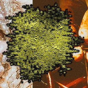 Paraphimosis 的头像