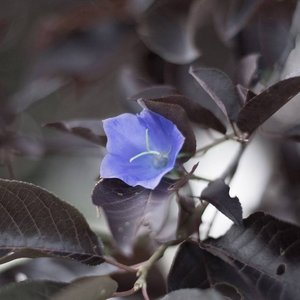 Chrysalis - Single