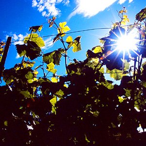 Image pour 'Grapes and Sunshine'