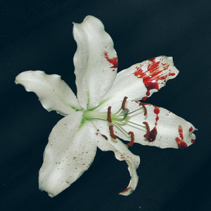 野間久美子 Lyrics Song Meanings Videos Full Albums Bios Sonichits