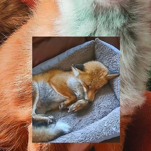 New Year Fox Friend :)