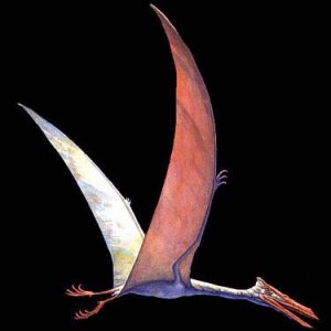 Image for 'Pterodactyl'