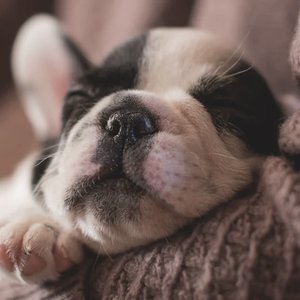 Music for Calming Dogs 的头像