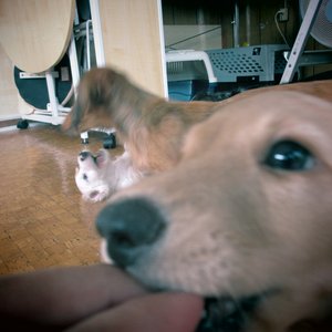 夕方の犬 (dog in the evening) 的头像