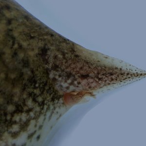 Tadpoles