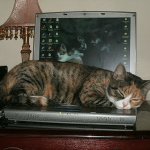 Awatar dla An Extermination