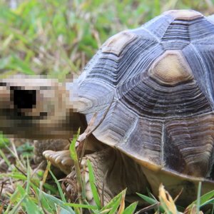Tortoisehead 的头像