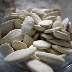 Pumpkin Seeds