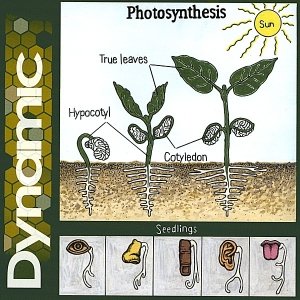 Photosynthesis