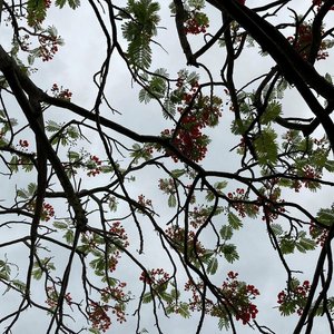 Local Tourist - EP