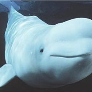 whale songs Profile Picture