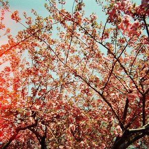 Crash Blossoms 的头像