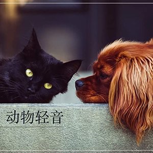 动物轻音乐 – 最好听的钢琴曲和安静音乐为了小猫和小狗