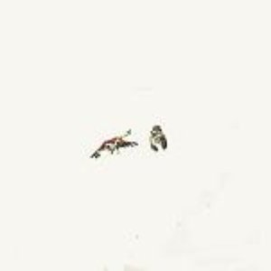 Sparrows