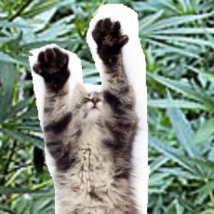 Cat Scratch 的头像