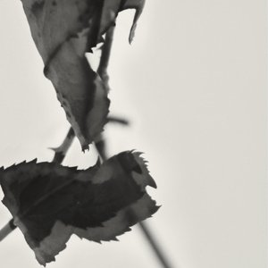 Grafts