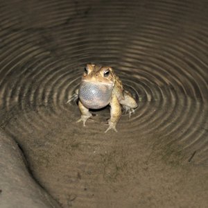 The Intruder