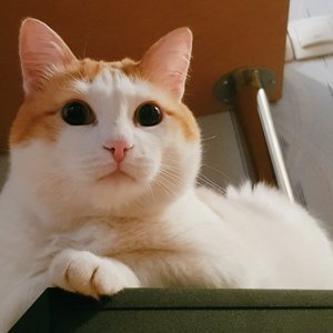 Avatar for CatDany
