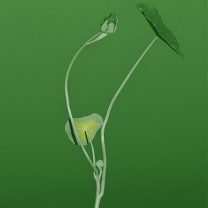 Plant Life
