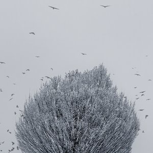 Winter - Single